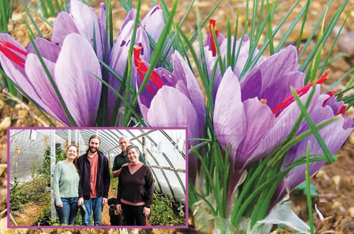 خانواده‌ی کانادایی زعفران ایران را به چالش می‌کشند